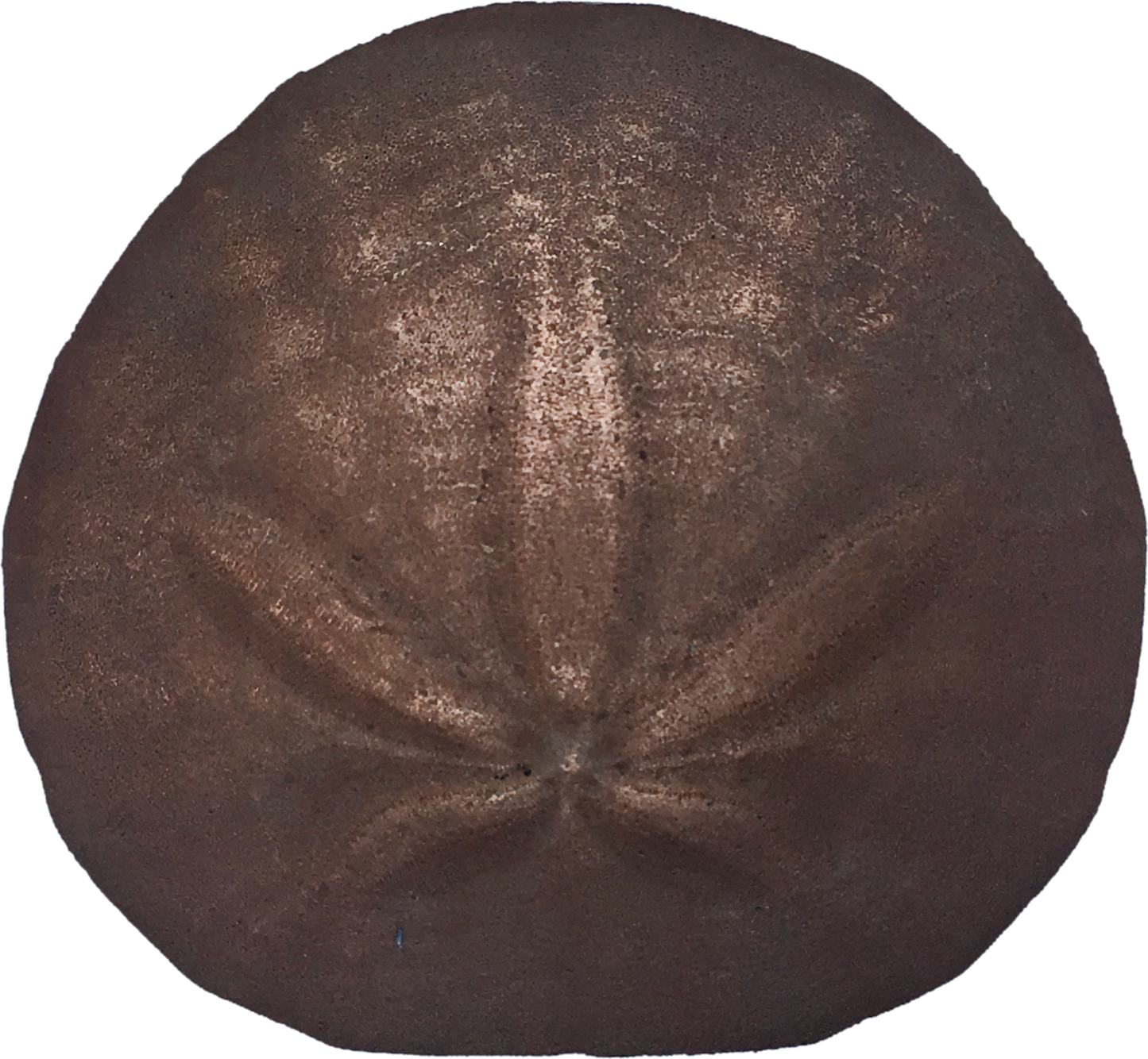 Sand Dollar Reproduction 3D Bumper Sticker