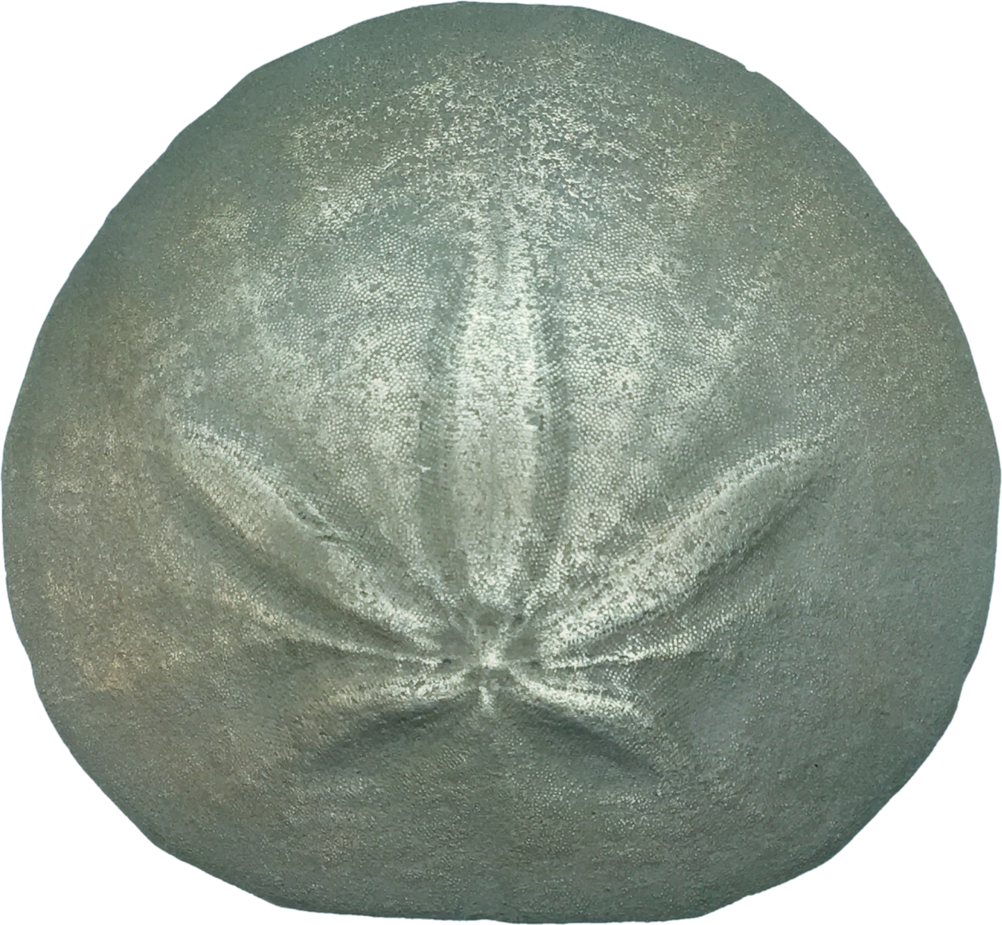 Sand Dollar Reproduction - Bumper Sticker