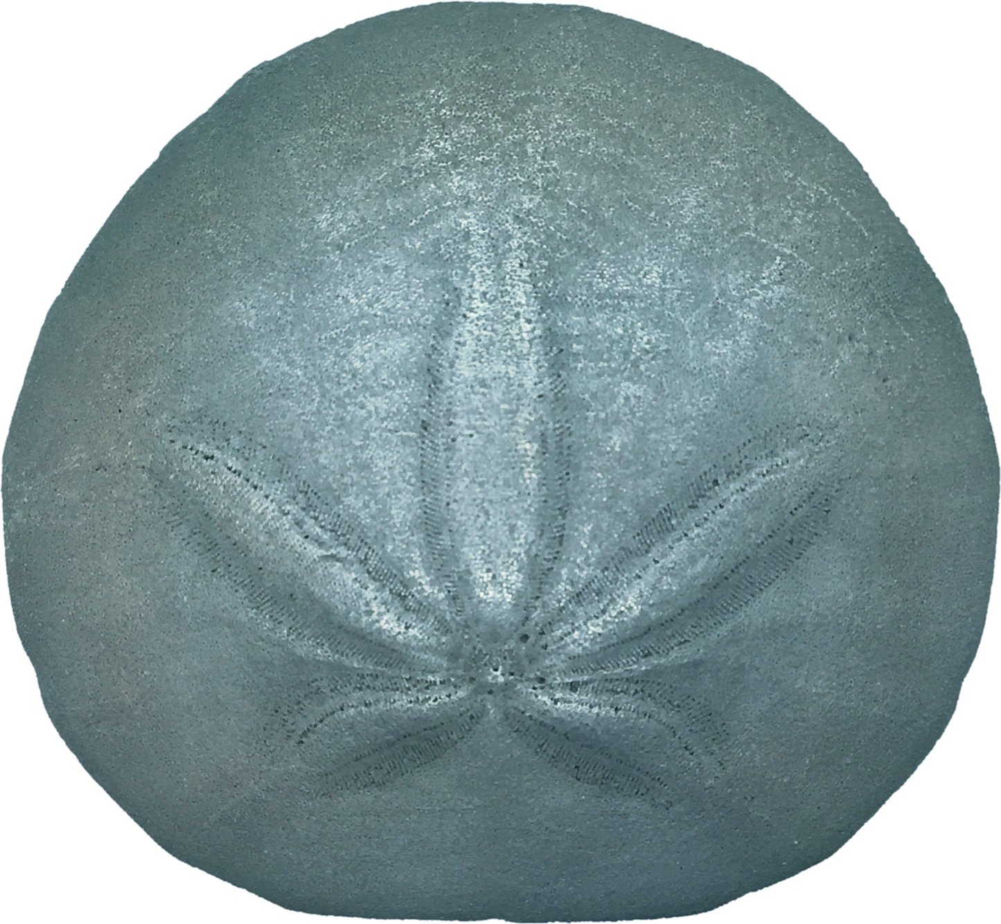 Sand Dollar Reproduction - Bumper Sticker