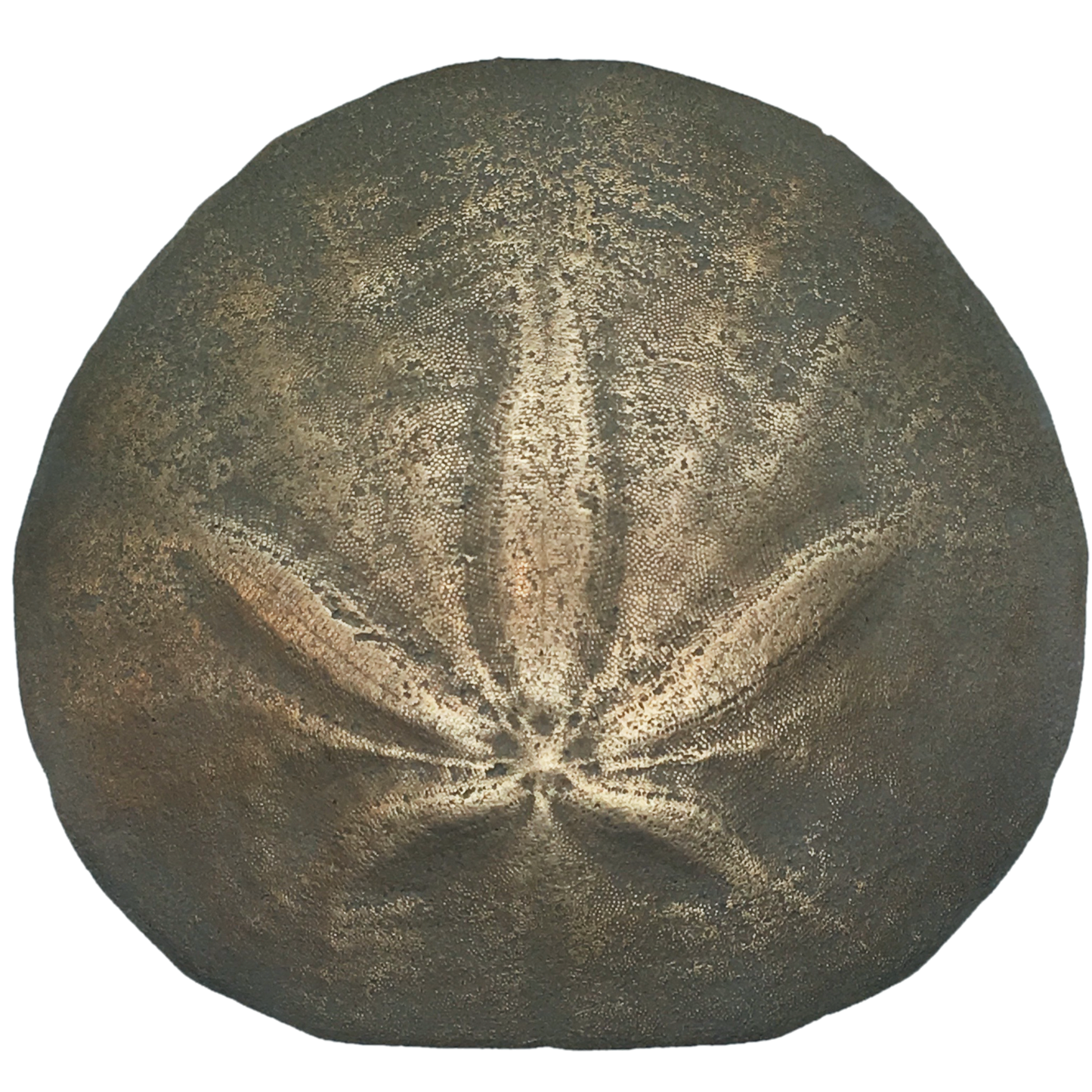 Sand Dollar Reproduction - Bumper Sticker