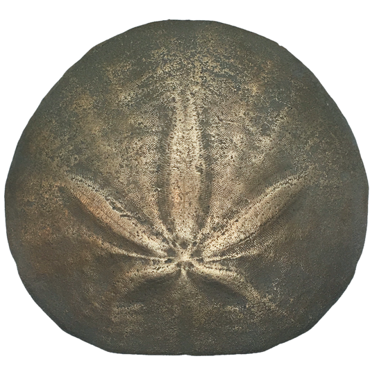 Sand Dollar Reproduction - Bumper Sticker